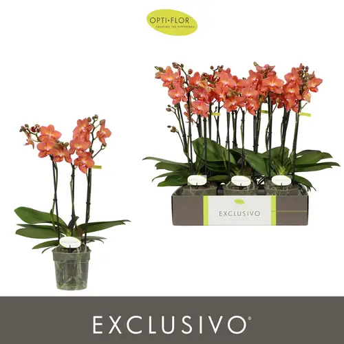 Phal.3-R orange Eos Exclusivo T12 H045