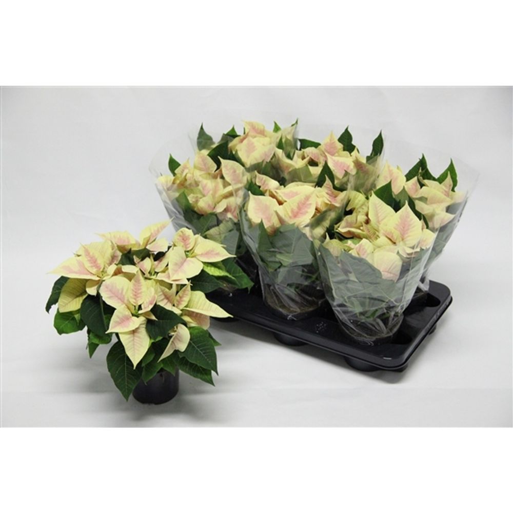 Poins.weiss/rosa Marble 5+ T13 H035