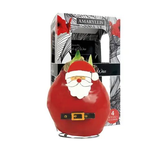 Amar.Bol Wachs Santa im Giftbox rote Bl. 32cm H022