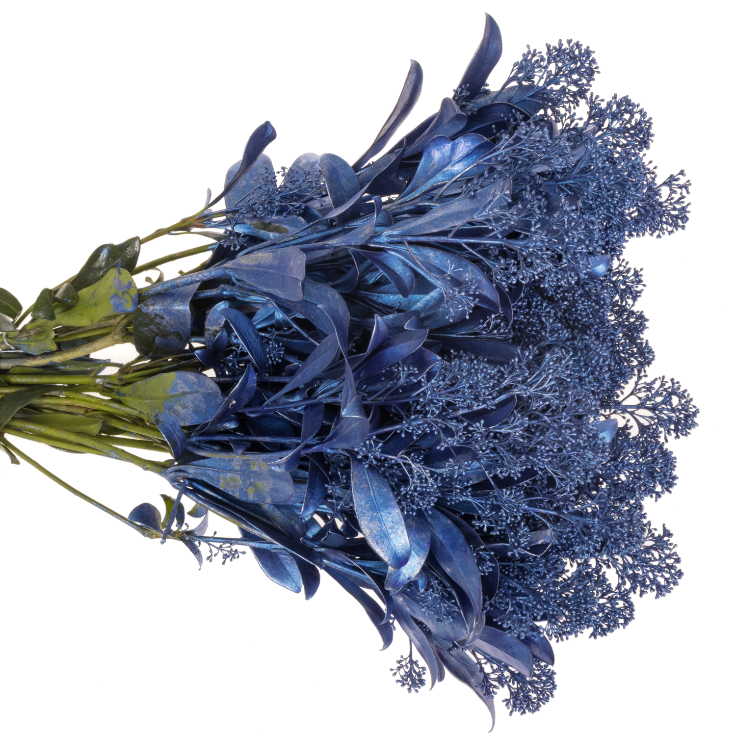 Skimmia blau metallic gefärbt 45cm