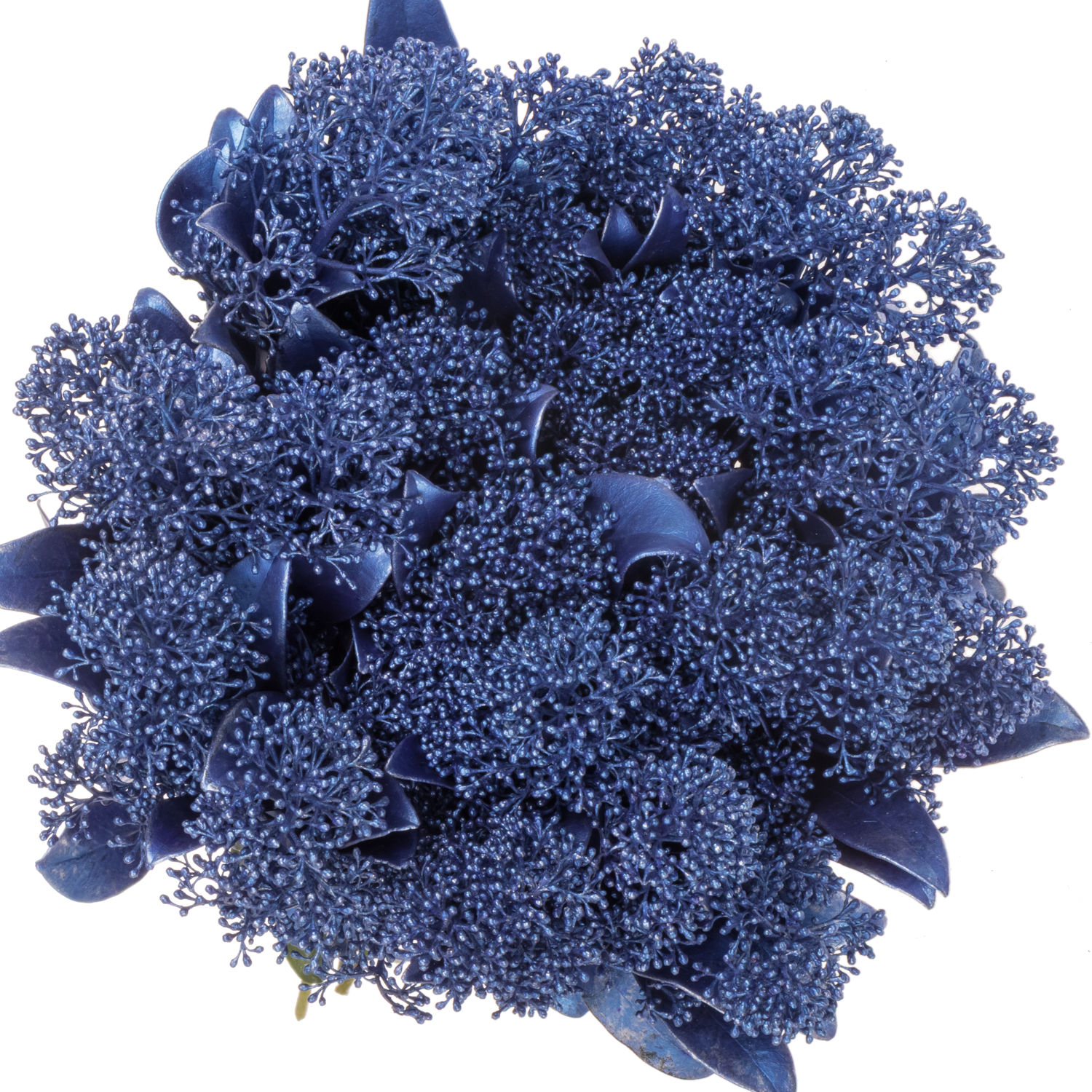 Skimmia blau metallic gefärbt 45cm