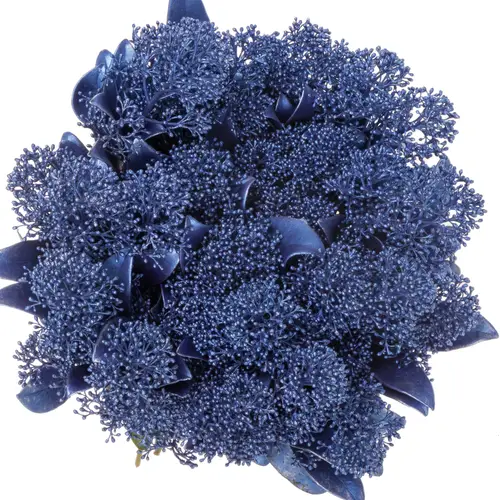 Skimmia blau metallic gefärbt 45cm