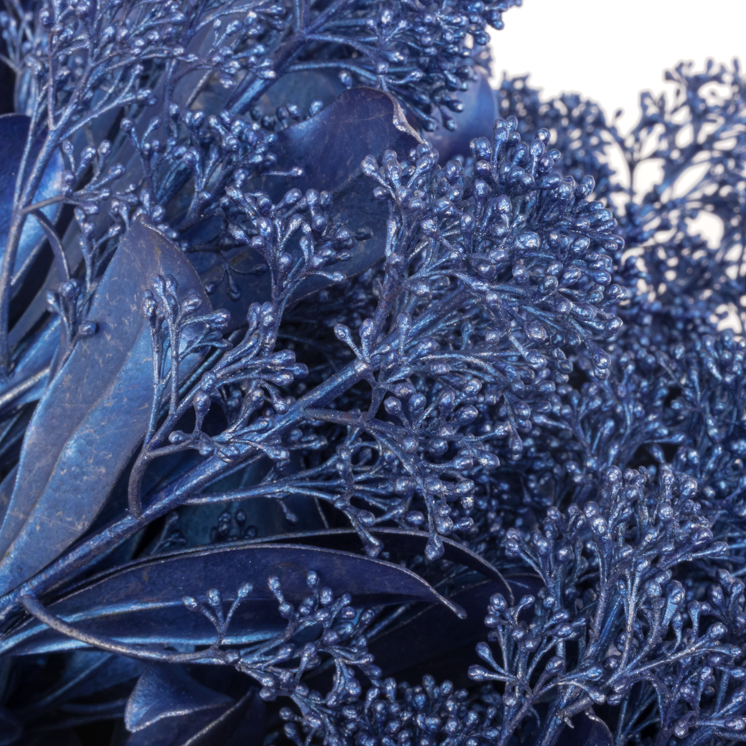 Skimmia blau metallic gefärbt 45cm