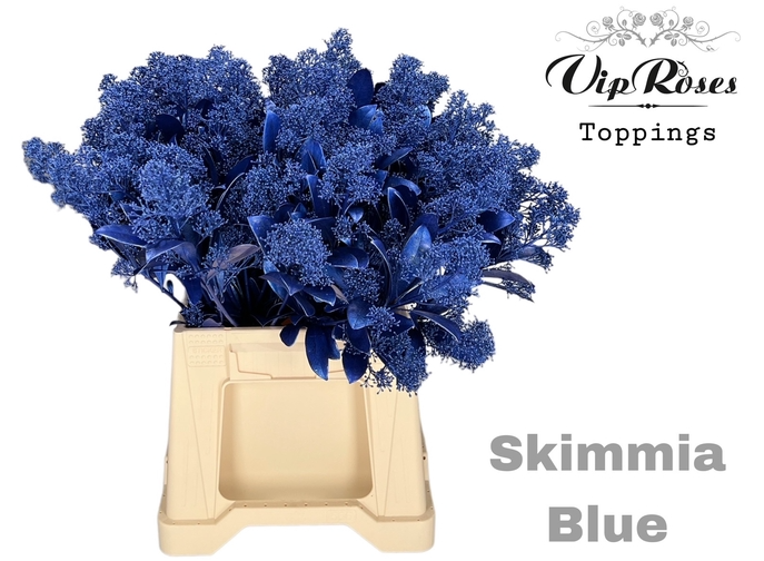 Skimmia blau metallic gefärbt 45cm