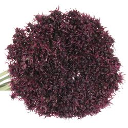 Allium lila Atropurpureum 70cm