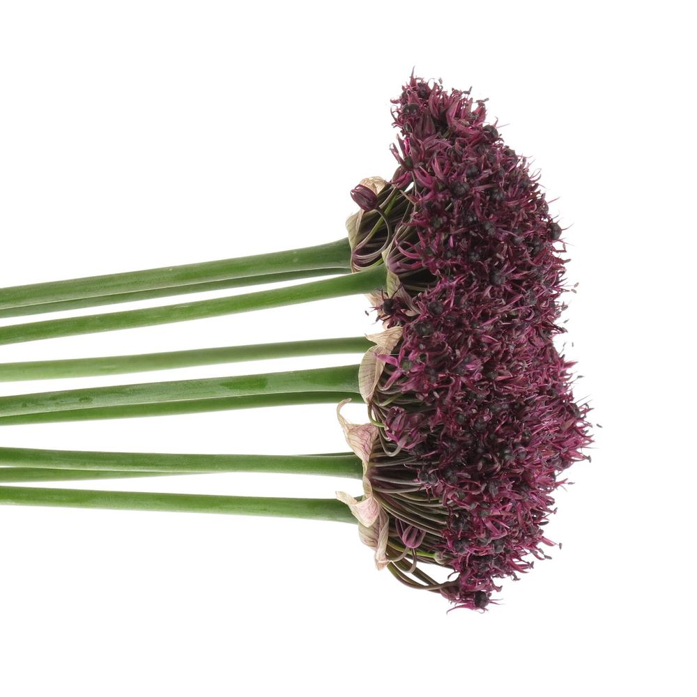 Allium lila Atropurpureum 70cm