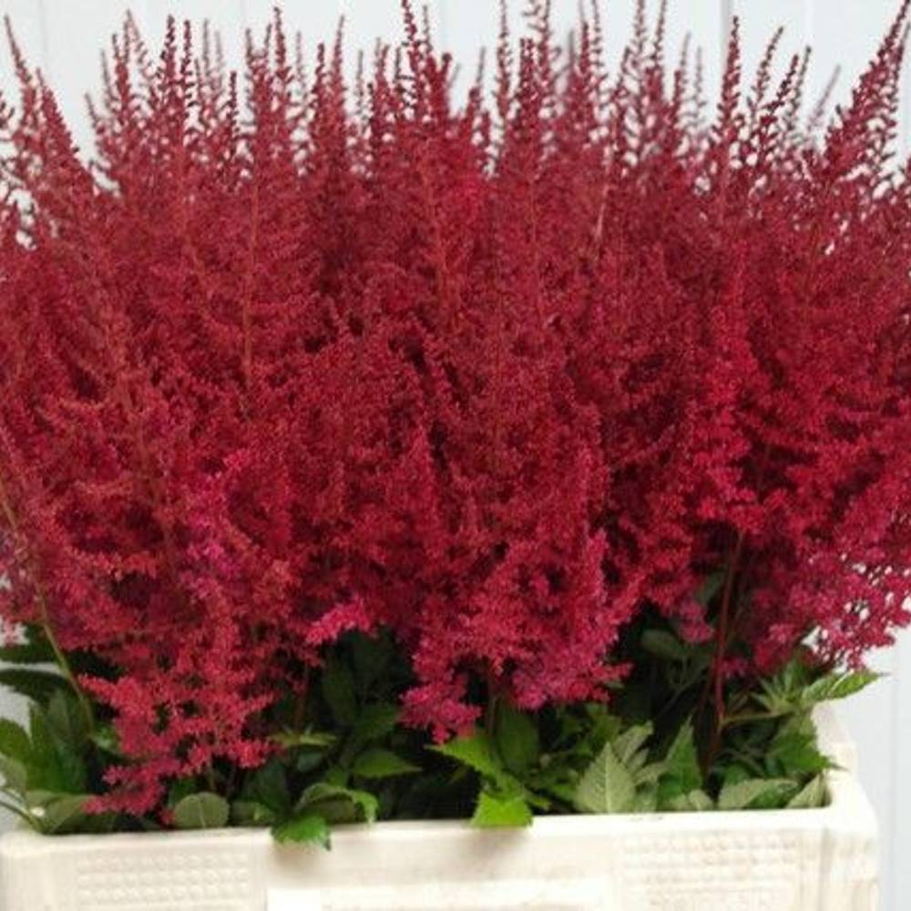 Spirea fuchsia Paul Gaarde 65cm