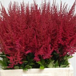 Spirea fuchsia Paul Gaarde 65cm