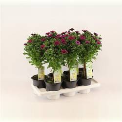 Osteospermum lila auf Stamm T14 H050
