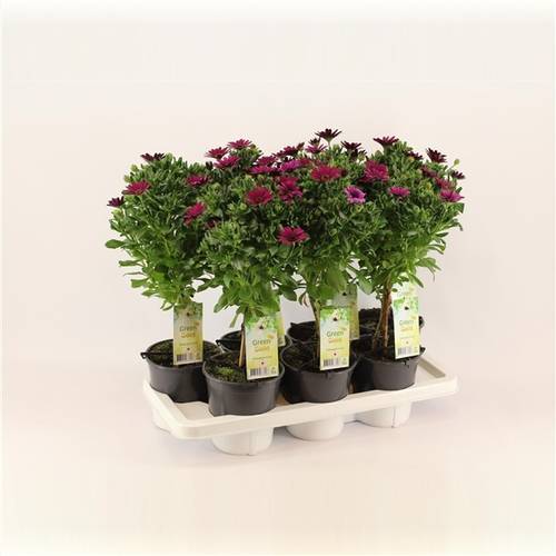 Osteospermum lila auf Stamm T14 H050