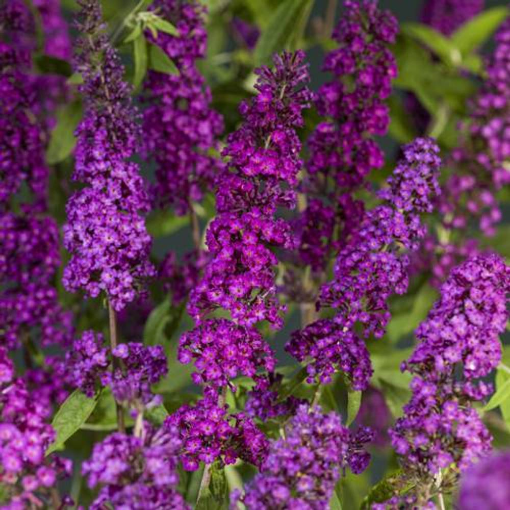 Buddleja Dav. lila Royal Red T11 H040