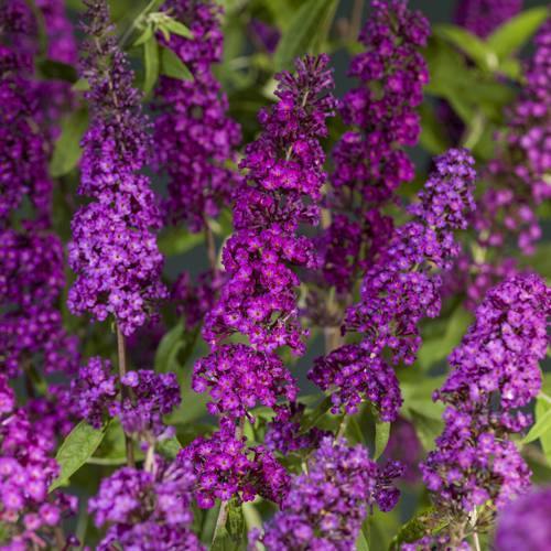 Buddleja Dav. lila Royal Red T11 H040