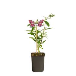 Buddleja Dav. lila Royal Red T11 H040