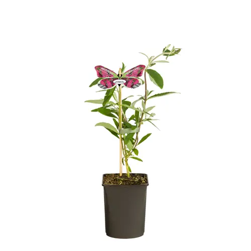 Buddleja Dav. lila Royal Red T11 H040