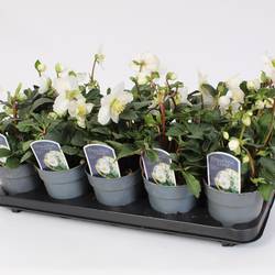 Helleborus weiss Chr.C.Weihn. Angebot T12 H020