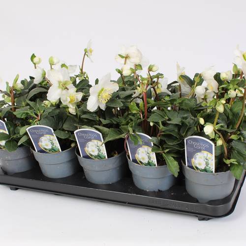Helleborus weiss Chr.C.Weihn. Angebot T12 H020