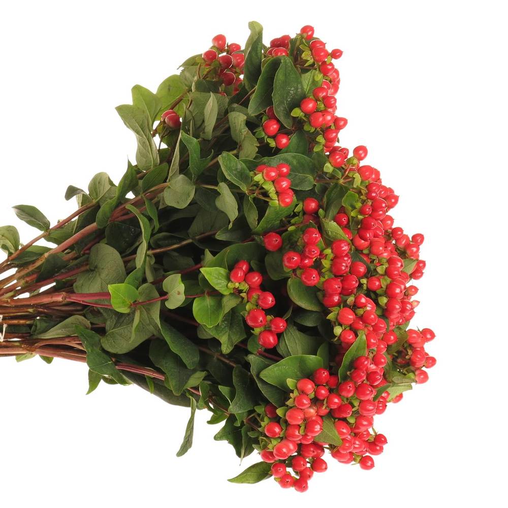Hypericum rot. Coco Rio 50cm