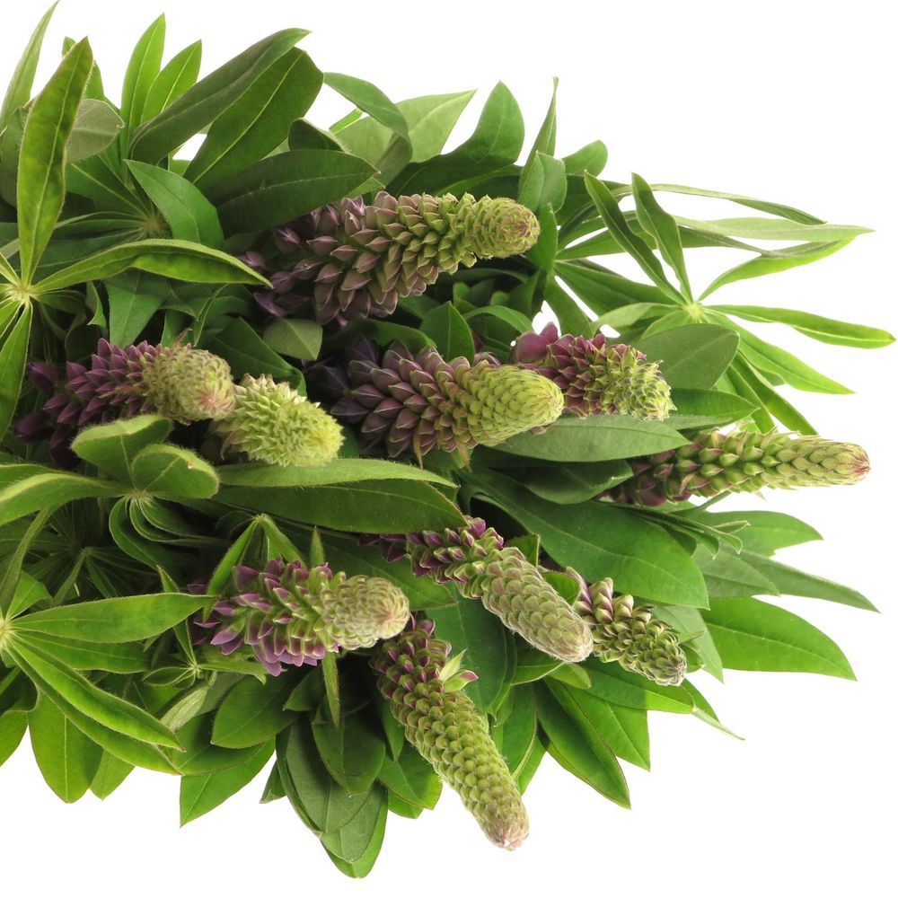 Lupinus Gemixt 60cm