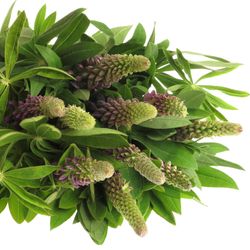 Lupinus Gemixt 60cm
