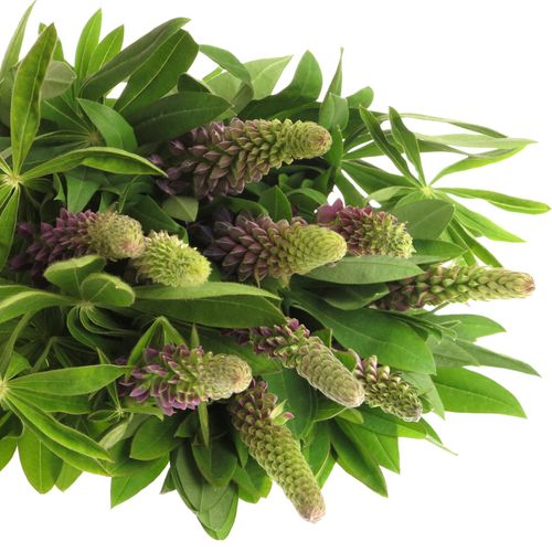 Lupinus Gemixt 60cm