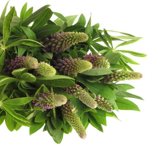 Lupinus Gemixt 60cm