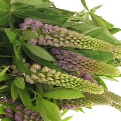 Lupinus Gemixt 60cm