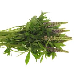 Lupinus Gemixt 60cm