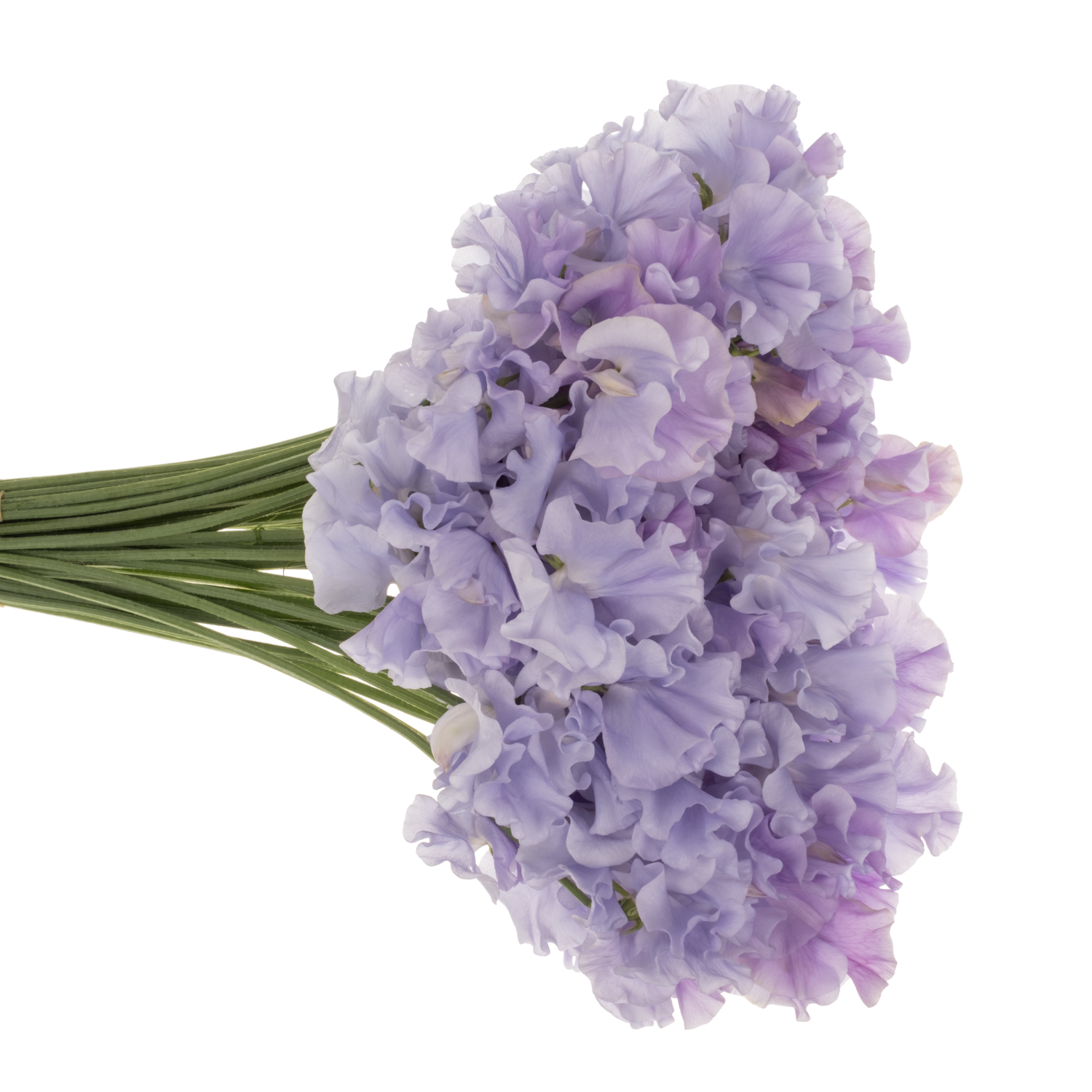 Wicken milka Lavender Shine 40cm