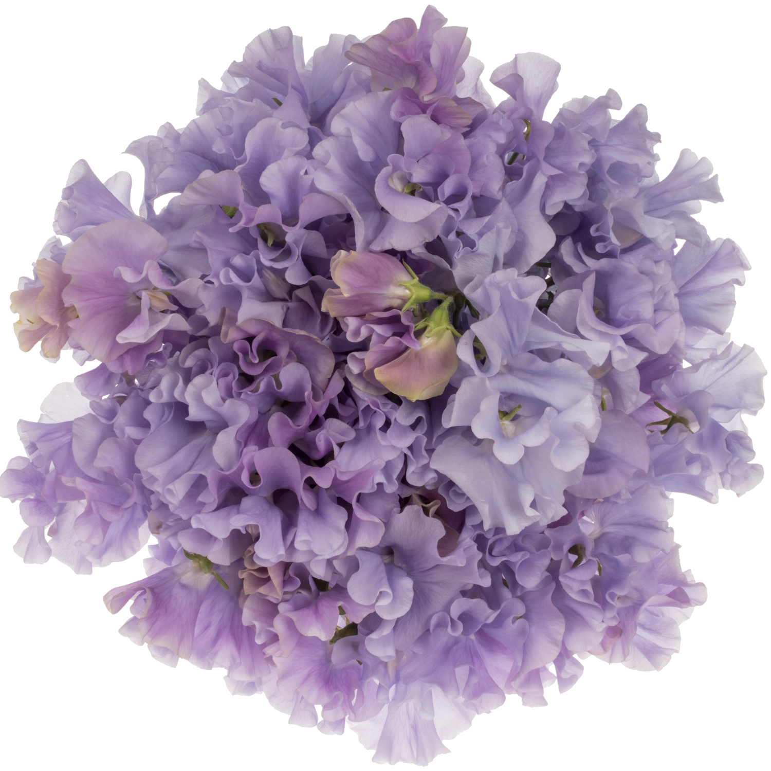 Wicken milka Lavender Shine 40cm
