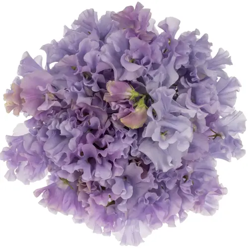 Wicken milka Lavender Shine 40cm