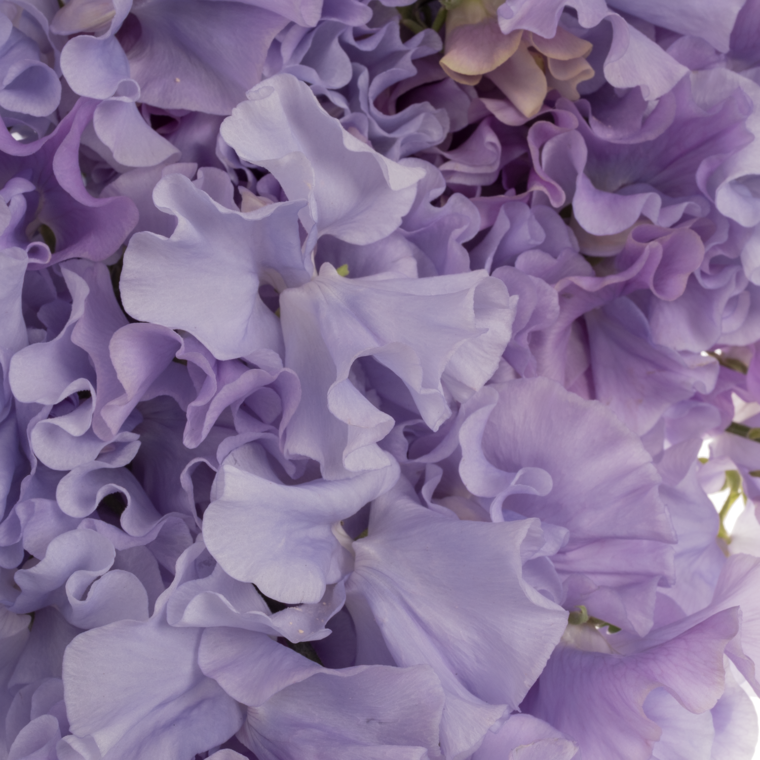 Wicken milka Lavender Shine 40cm