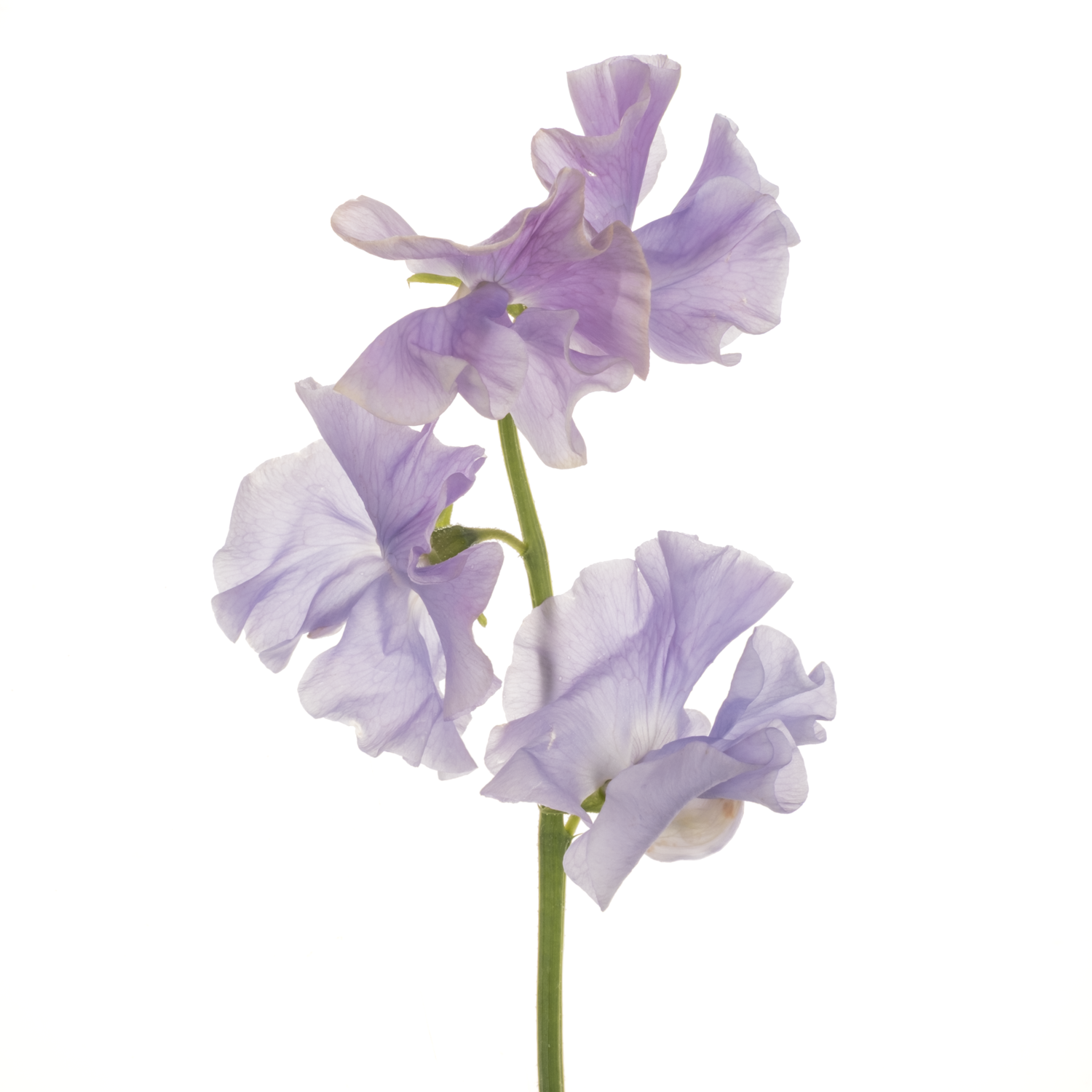 Wicken milka Lavender Shine 40cm
