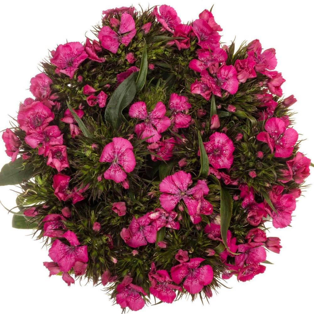 Bartnelke rosa Barbarella Rose 55cm