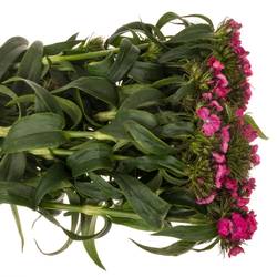 Bartnelke rosa Barbarella Rose 55cm