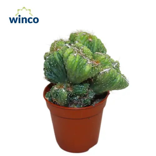Cereus Cristata T05 H12