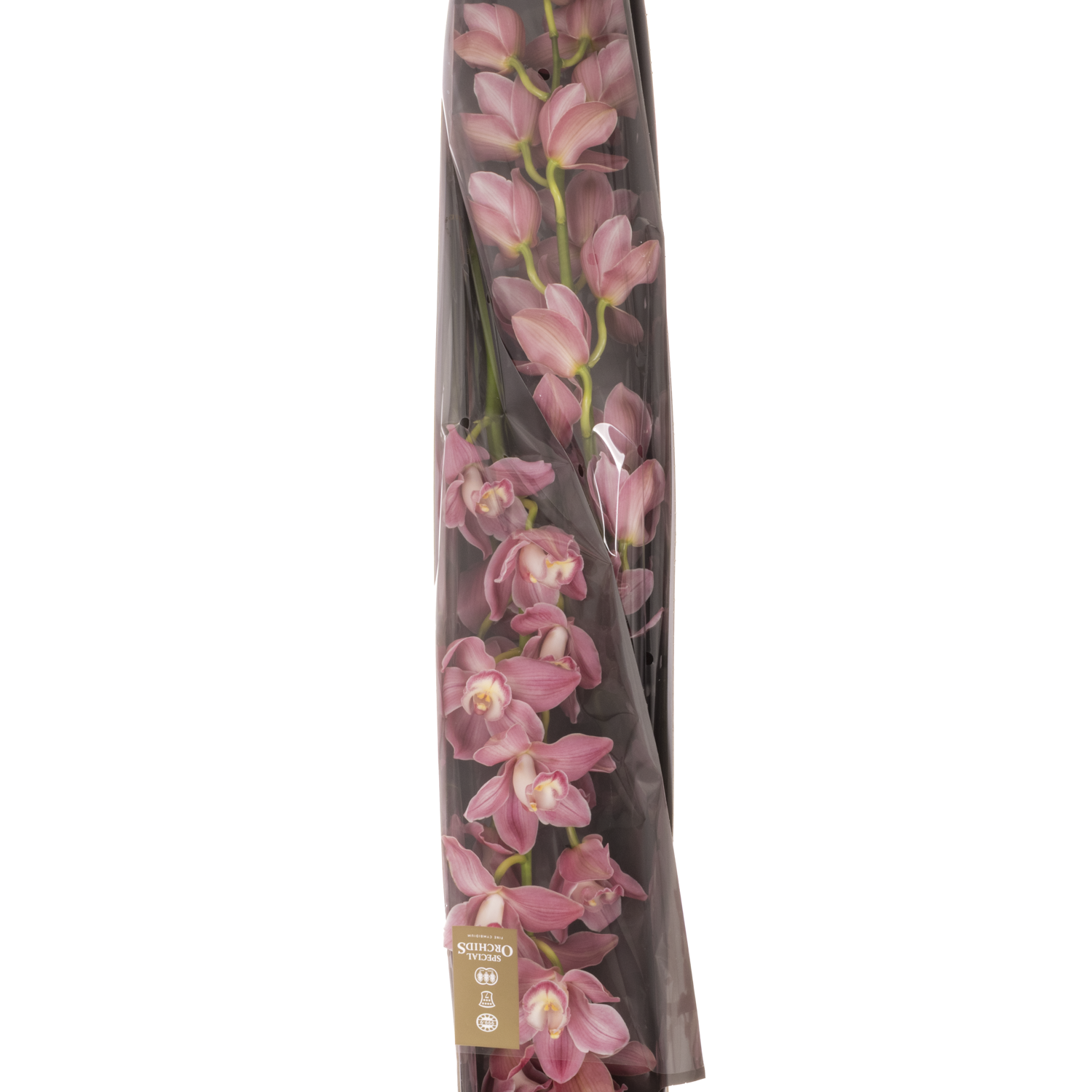 Cymbidium rosa Phoebe 80cm 13+ Blüte