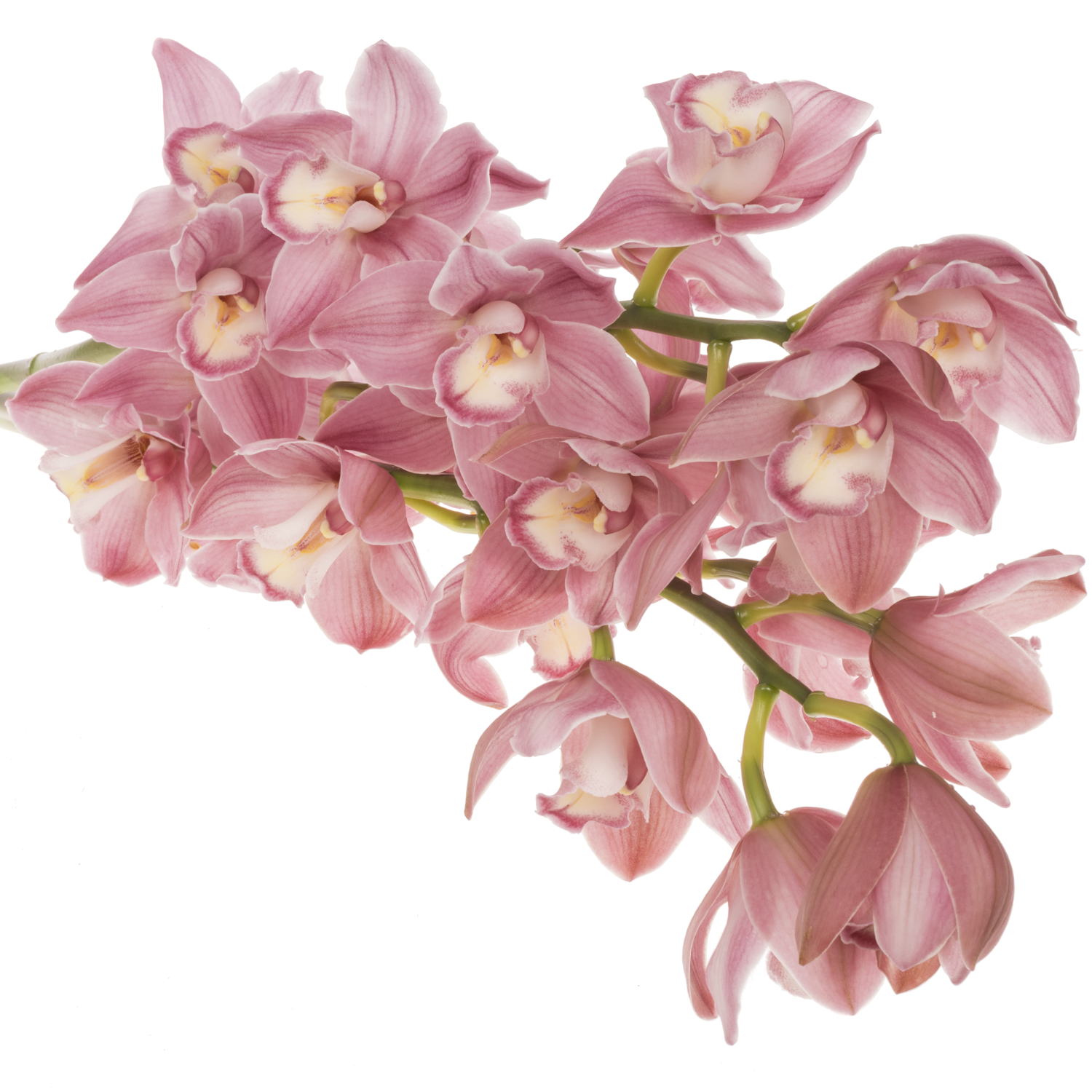 Cymbidium rosa Phoebe 80cm 13+ Blüte