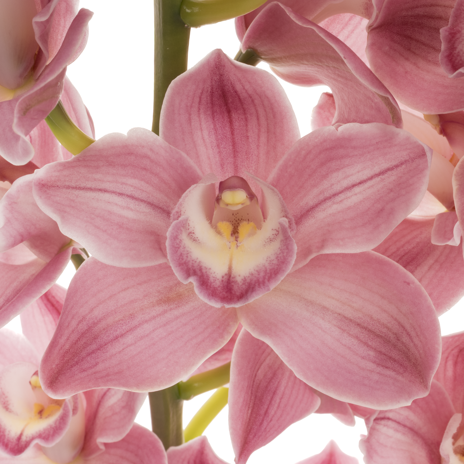 Cymbidium rosa Phoebe 80cm 13+ Blüte