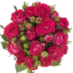 Rose verzweigt fuchsia Judy 4+Blüte 50cm