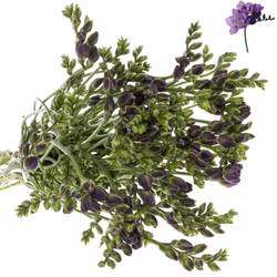 Freesie blau Vera 16 Gramm