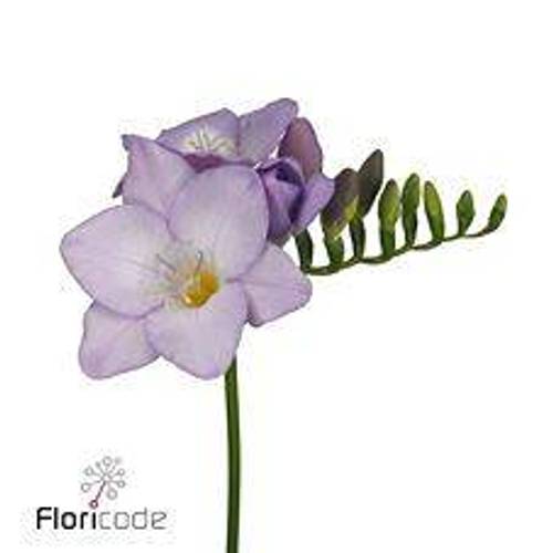 Freesie blau Vera 16 Gramm