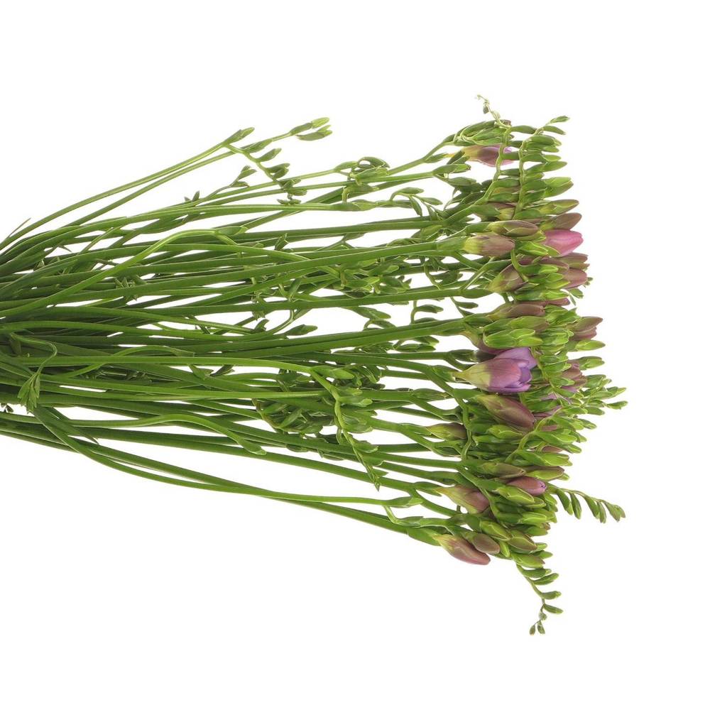 Freesie blau Vera 16 Gramm