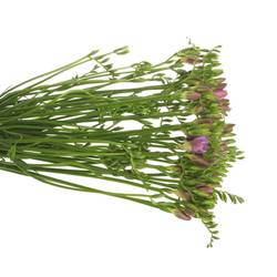 Freesie blau Vera 16 Gramm