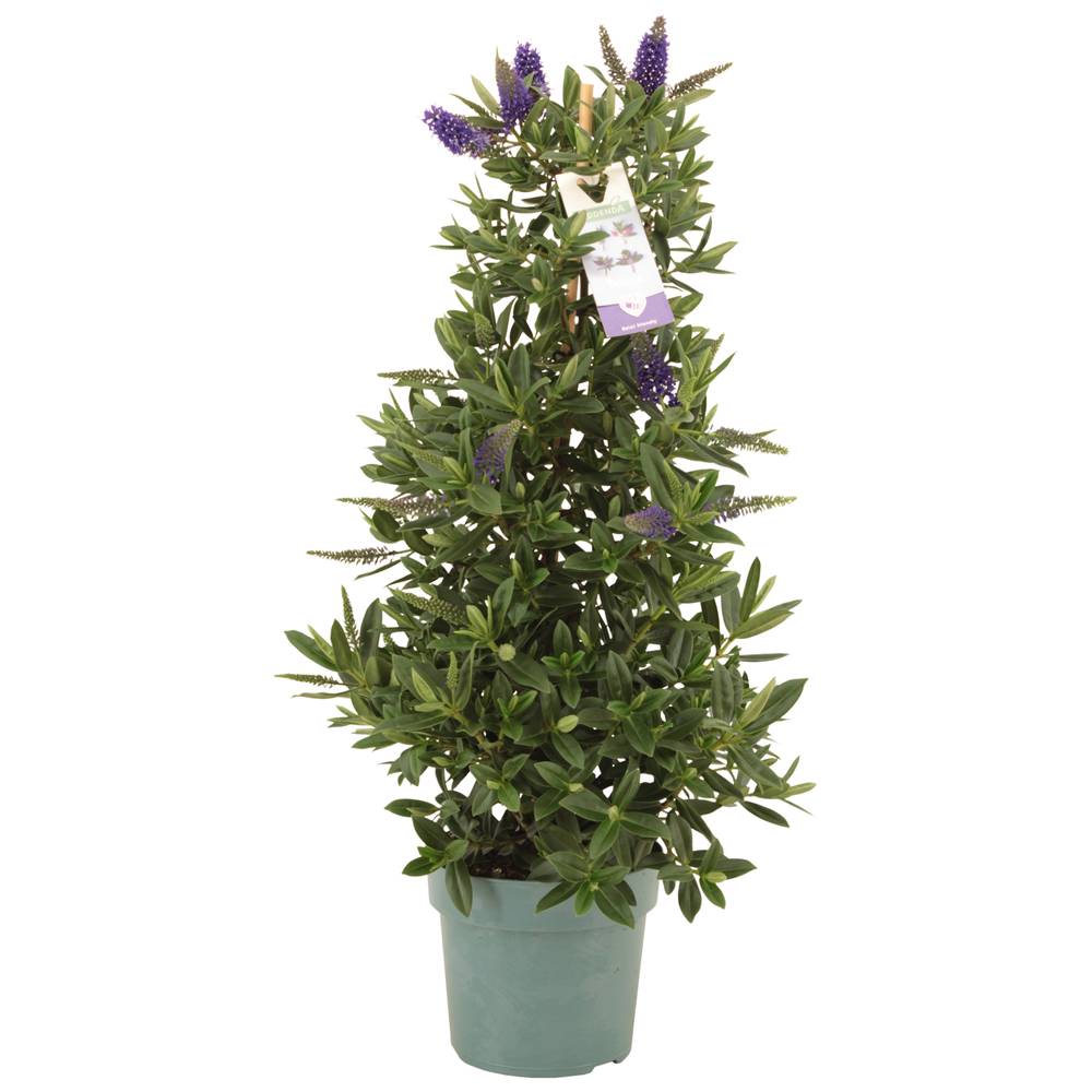 Hebe Addenda Britta Säule T17 H60