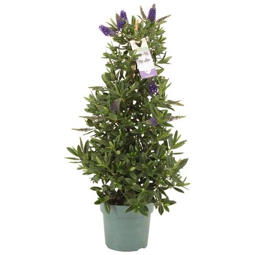 Hebe Addenda Britta Säule T17 H60