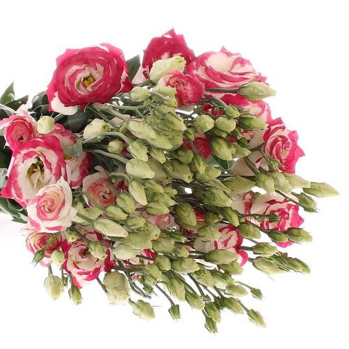 Lisianthus weiss/rosa Hot Lips 5+Blüte 70cm