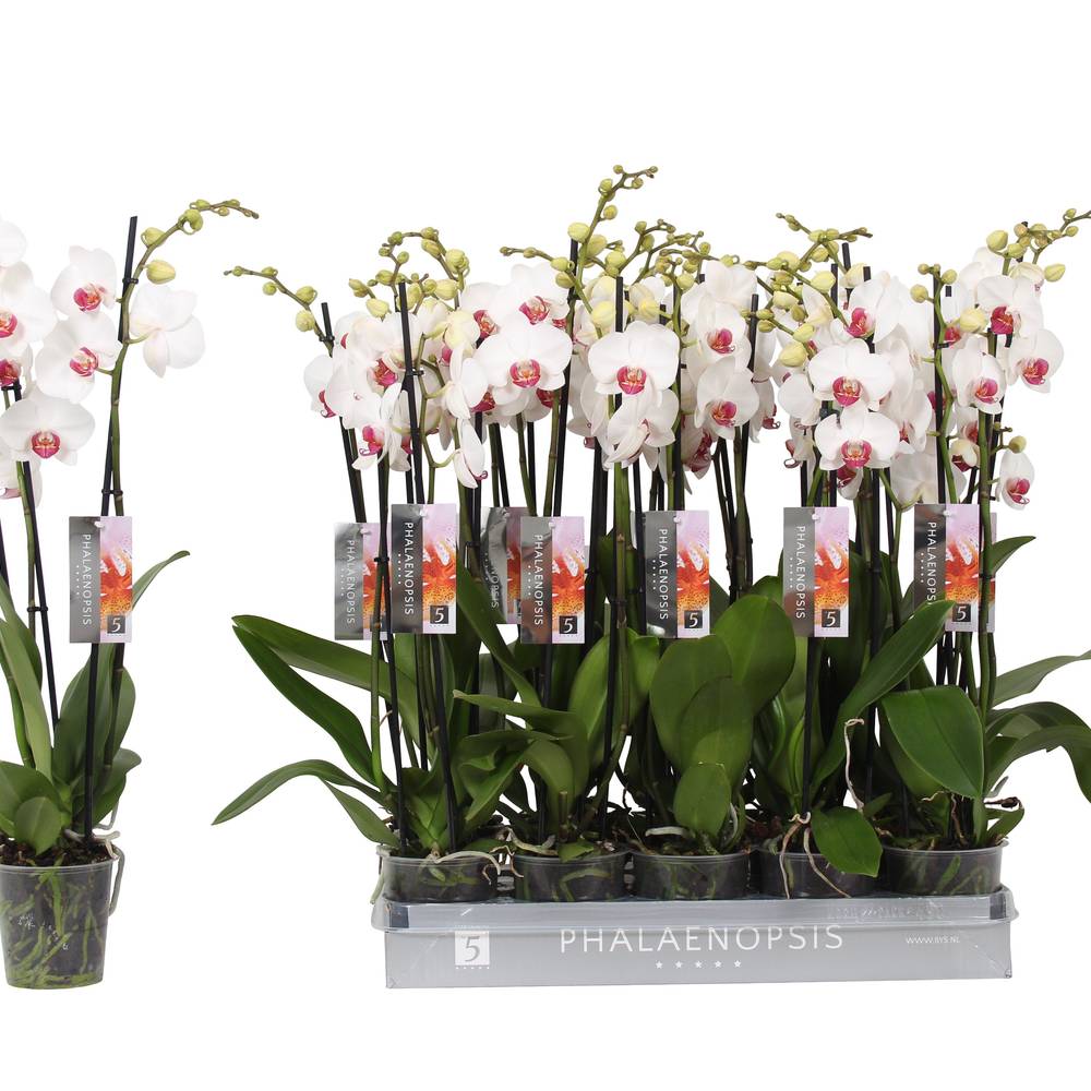 Phal.3-R weiss rote Lippe T12 H060