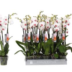 Phal.3-R weiss rote Lippe T12 H060