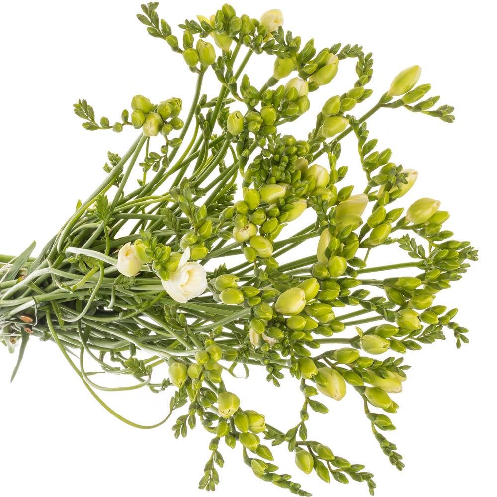 Freesie weiss gefüllt Starlight 16 Gram