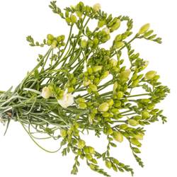 Freesie weiss gefüllt Starlight 16 Gram
